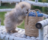 Pomeranian Puppies For Sale Florida Fur Babies